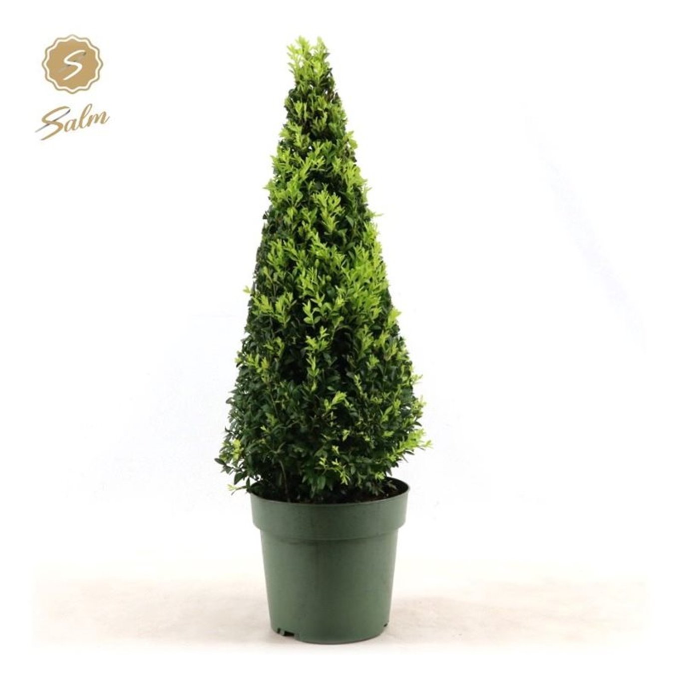 Buxus sempervirens - 50-60 CM Piramide Cont.